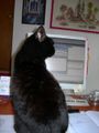 Widget the cat 'helping' me write